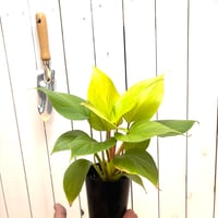 ホマロメア　レモンライム