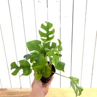 ヒメモンステラ