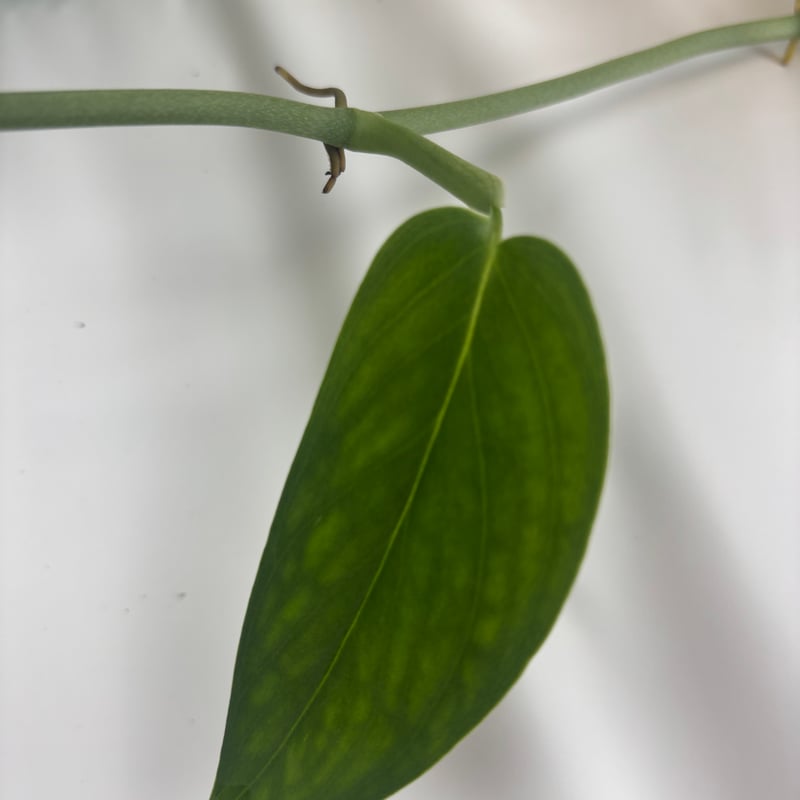 63様 べっ甲(本物)ホヌとモンステラ 63様 べっ甲(本物)ホヌと