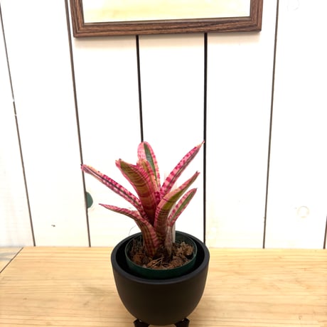 ネオレゲリア　ホットエンバー