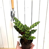 カラテア　インシグニス