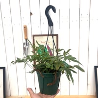 ダバリア　ペンタフィラ
