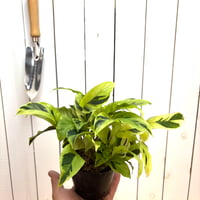 カラテア　タイビューティー