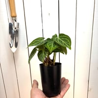 アンスリウム　クラリネルビウム(変異種)