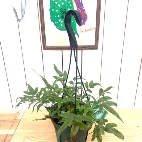 ダバリア　ペンタフィラ
