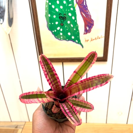 ネオレゲリア　ホットエンバー