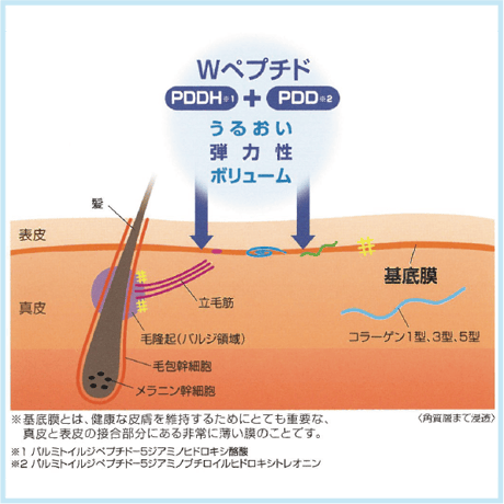 ファシナート ルーツリフト ローション