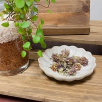 レッドクローバー（単品）