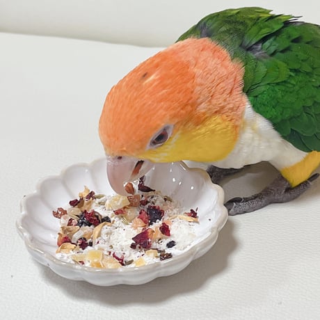 インコの贅沢おやつ　ココナッツ・スノー