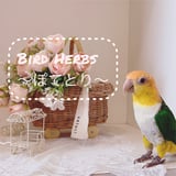 インコのハーブ専門＊ぽてとり