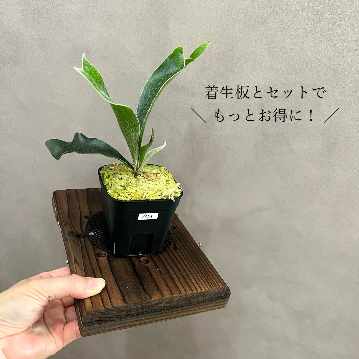 ビカクシダ Null P33】ブルーダイアモンド#1 ビカクシダ P. Blue Diamond #1 sp