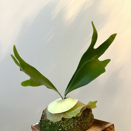 ビカクシダ | STORES