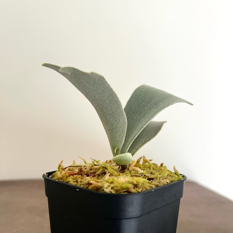 P. willinckii 'Foythong' sporeling（ ウィリンキーフォイソン