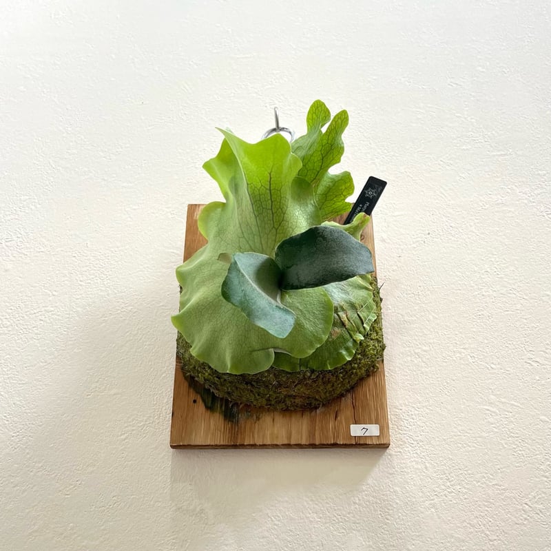 7】ウィリンキー ビカクシダ P. willinckii sporeling 胞子培養