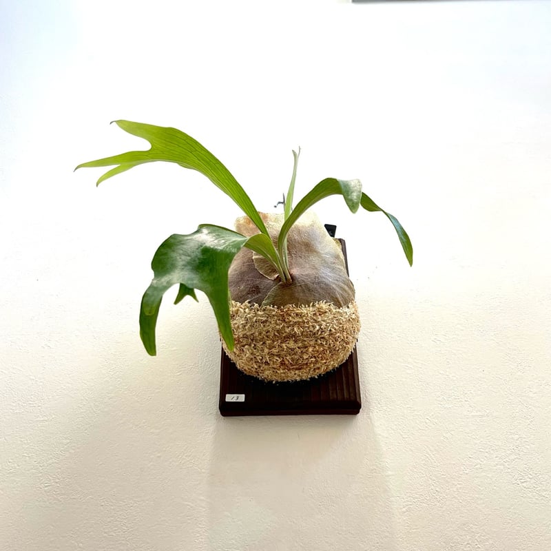 P. Maserati (pup)（マセラティ）ビカクシダ 【子株・株分け】／板付け