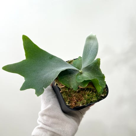 着生植物 | STORES