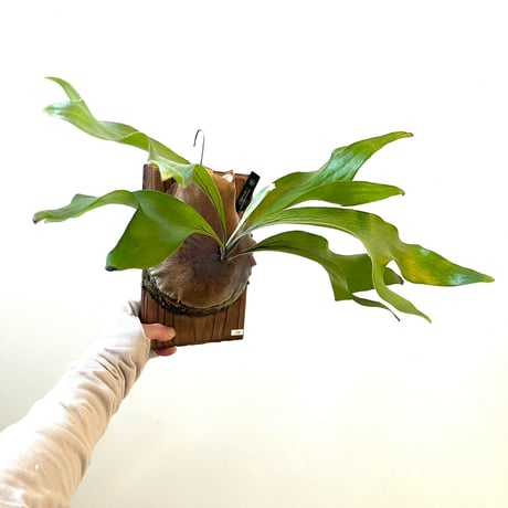 ビカクシダ | STORES