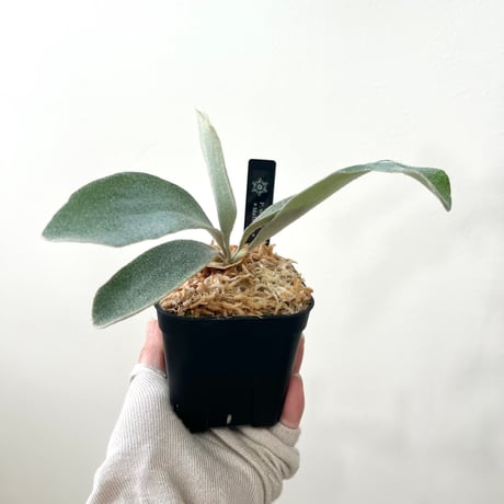 CATEGORY veitchii （monster veitchii) | MaTsuRu（