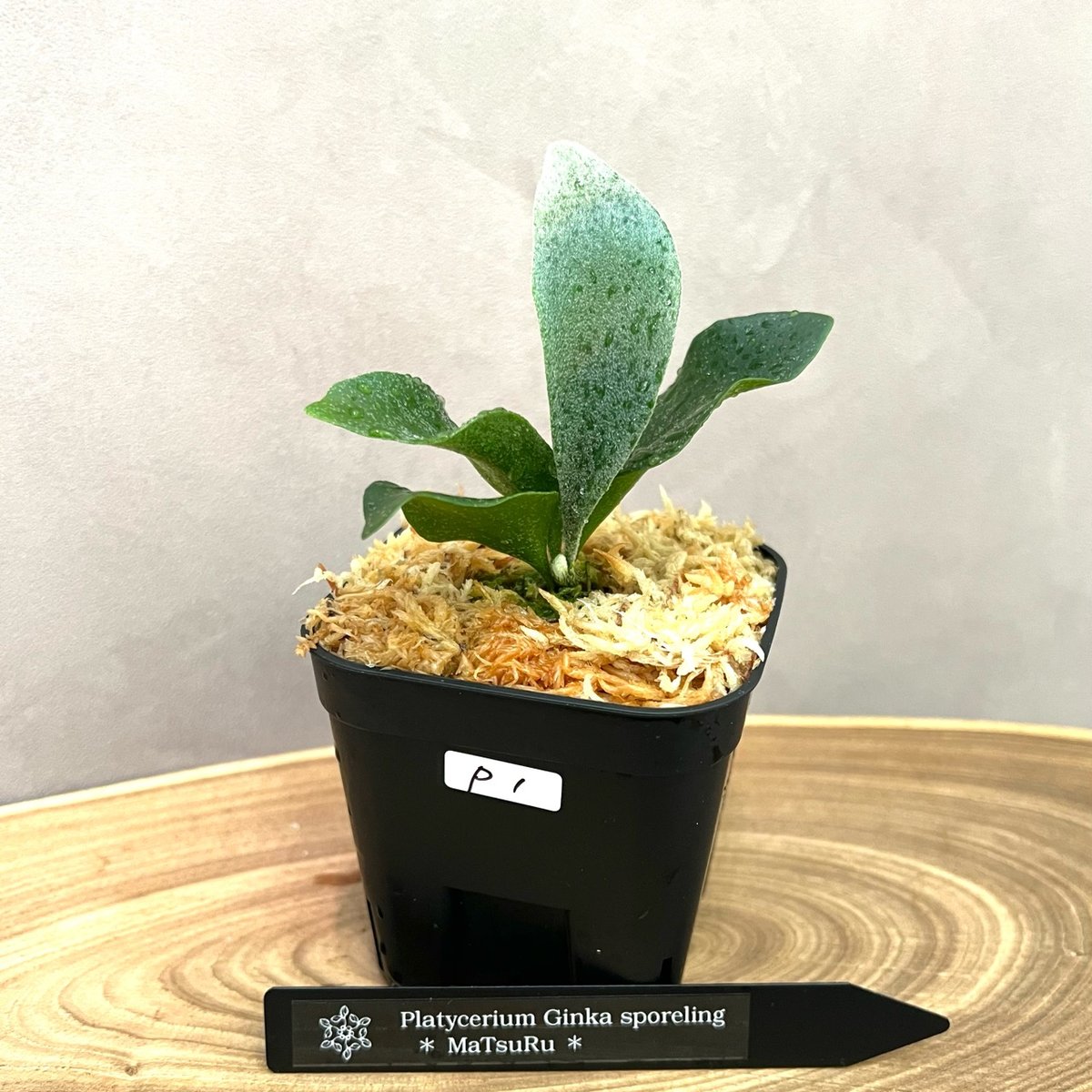 P. 'Ginka' sporeling（ギンカ）銀華 ビカクシダ 胞子培養／自家