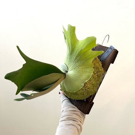 MaTsuRu（ビカクシダ／胞子培養・板付け販売）