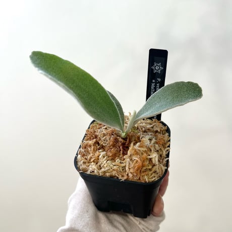 P. veitchii 'Silver frond' sporeling（ シルバーフロンド ）ビカクシダ　胞子培養／自家栽培／ポット苗／着生植物【Ｐ８5】〈親株画像あり〉