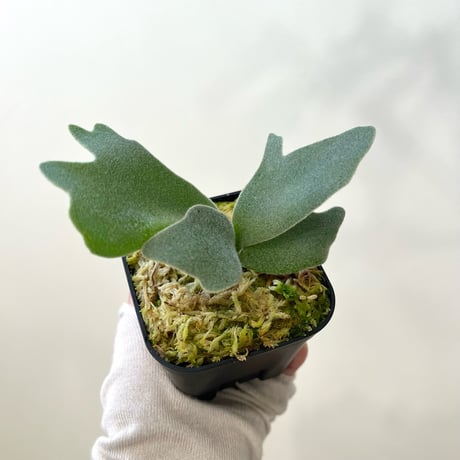 P. willinckii ‘Scofield Tatsuta’ sporeling（ ウィリンキースコフィールドタツタ ）ビカクシダ　胞子培養／自家栽培／ポット苗／着生植物【Ｐ７３】〈参考画像あり〉