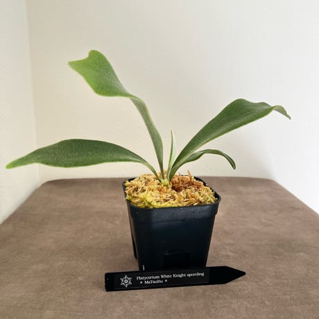 着生植物 | STORES