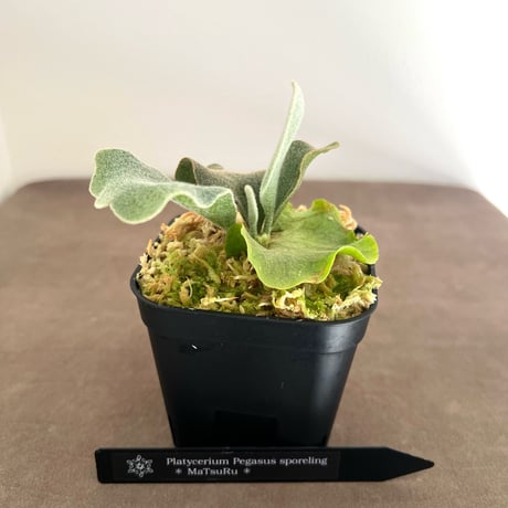 着生植物 | STORES