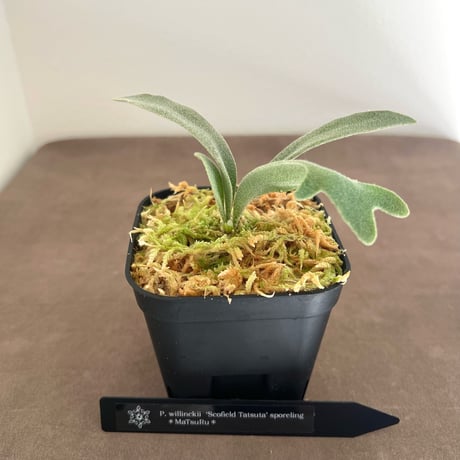 ビカクシダ | STORES