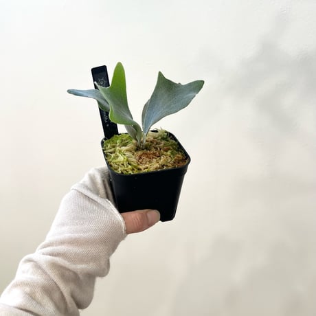 P. Ginka sporeling（ 銀華ギンカ ）ビカクシダ　胞子培養／自家栽培／ポット苗／着生植物【Ｐ６６】
