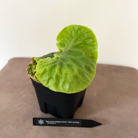 ビカクシダ | STORES