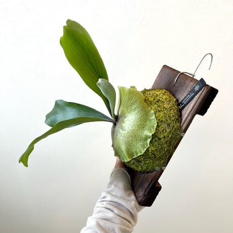 ビカクシダ | STORES