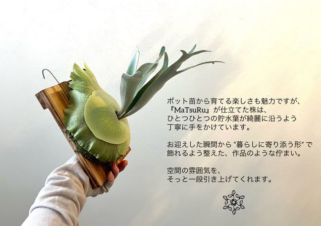 MaTsuRu（ビカクシダ専門／胞子培養・板付け販売）