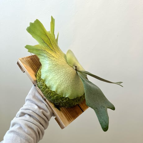 Sparrow　ビカクシダ 2株セット Sparrow ビカクシダ 2株セット Sparrow様専用 ビカクシダ 2株セット