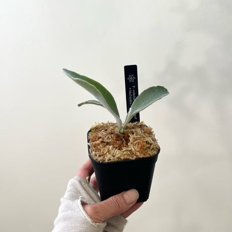 P. veitchii 'Silver frond' sporeling（ シルバーフロンド ）ビカクシダ　胞子培養／自家栽培／ポット苗／着生植物【Ｐ８5】〈親株画像あり〉