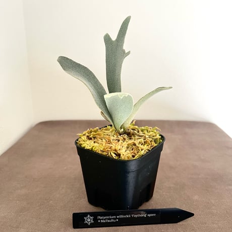 ビカクシダ | STORES