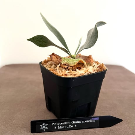 ビカクシダ | STORES