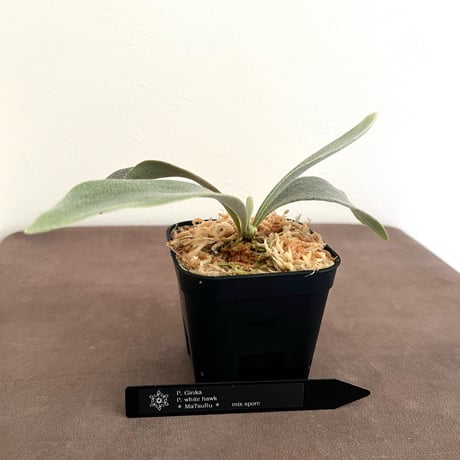 ビカクシダ | STORES