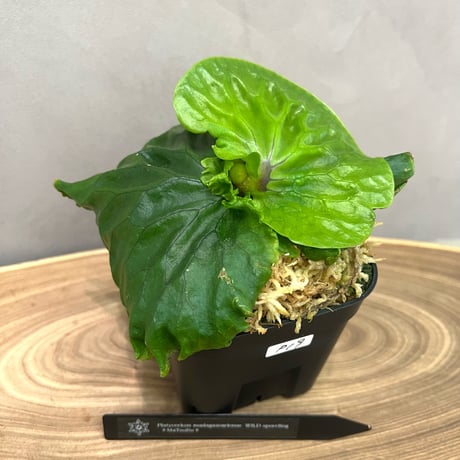 ビカクシダ | STORES