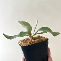 P. veitchii （monster veitchii) sporeling（ モンスターベイチー ）ビカクシダ　胞子培養／自家栽培／ポット苗／着生植物【Ｐ１００】
