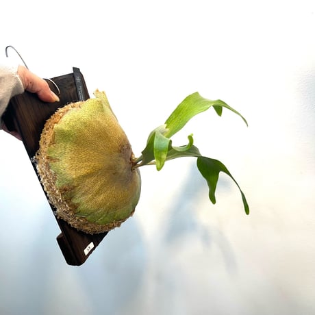 ビカクシダ販売 | STORES