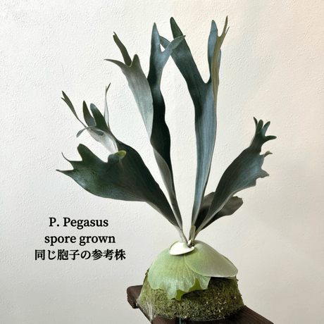 ビカクシダ | STORES