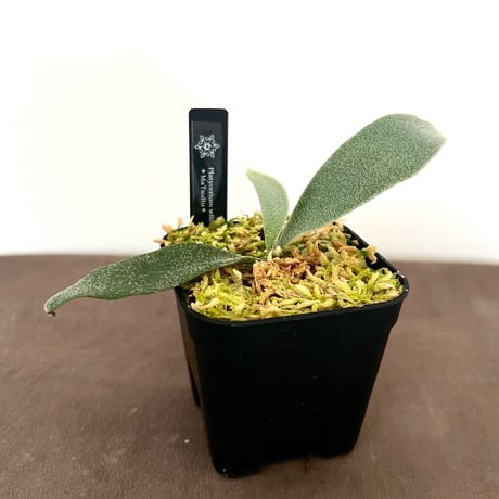 ビカクシダ | STORES