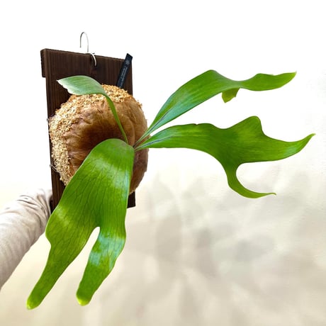 ビカクシダ | STORES