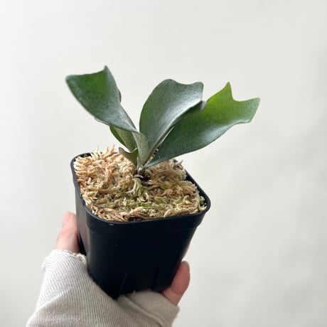 着生植物 | STORES