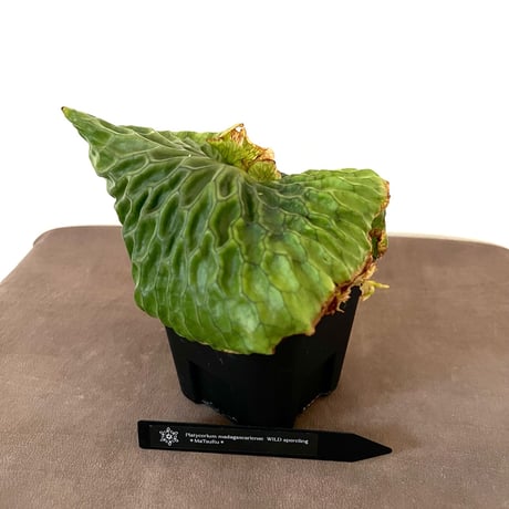 ビカクシダ | STORES