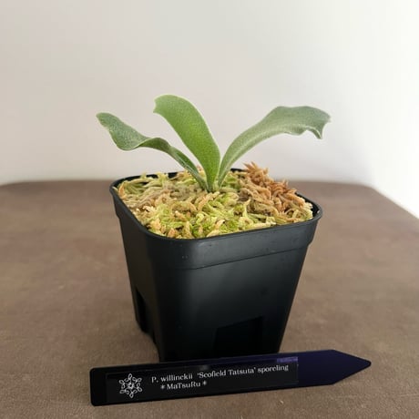 ビカクシダ | STORES