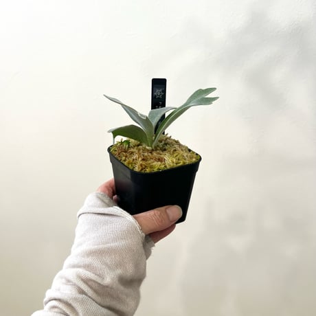 P. willinckii ‘Scofield Tatsuta’ sporeling（ ウィリンキースコフィールドタツタ ）ビカクシダ　胞子培養／自家栽培／ポット苗／着生植物【Ｐ７３】〈参考画像あり〉