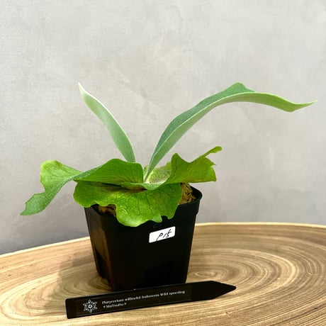 ビカクシダ4種セット 楽天市場】（観葉植物）コウモリラン ビカクシダ 4号（1鉢