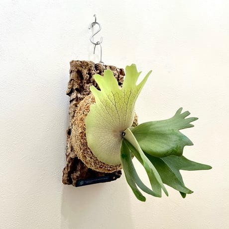 ビカクシダ | STORES